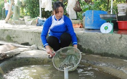 Lào Cai: Nuôi loài cá được mệnh danh "cá tiến vua", một nữ nông dân thu lãi hàng tỷ đồng