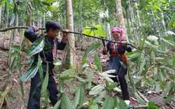 Lào Cai: Ở nơi này, nông dân trồng thứ cây bóc vỏ bán sang Tây, nhà nhà khá giả