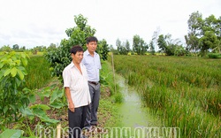 Lạ đời, một nông dân tỉnh Sóc Trăng bỏ lúa trồng thứ cỏ dại này mà thương lái tranh nhau mua