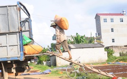 Lạng Sơn dành hơn 14 tỷ đồng để "đánh thức" loài cây quý ra hoa thơm khắp rừng