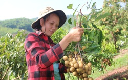 Hội Nông dân Yên Châu: Nhiều giải pháp giúp hội viên phát triển sản xuất