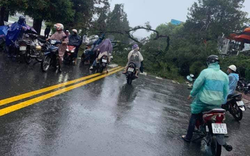 Đà Lạt: Nhiều cây xanh gãy đổ do bão số 2, một người bị nứt xương chân
