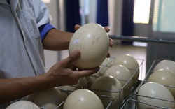 Khánh Hòa: Dùng máy ấp trứng sau 40 ngày ra con chim khổng lồ cao hơn 2m