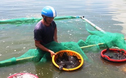 Khánh Hoà: Hàng trăm tấn cá mú "bí" đầu ra, ngư dân lỗ hàng trăm triệu