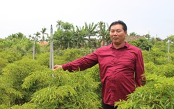 Nam Định: Trồng hàng vạn cây "sâm người nghèo" mà thành đại gia của làng