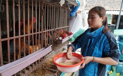 Thiếu người giám sát dịch bệnh, Bắc Ninh xin ý kiến 4 bộ về chế độ cho cộng tác viên thú y cơ sở