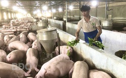 Bình Định: Kỳ công trồng la liệt cây thuốc Nam chỉ để nuôi thứ heo sang chảnh