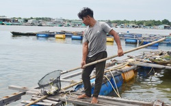 Xót xa, cuộc giải cứu bất thành hàng trăm ngàn con cá đặc sản trên sông Chà Và