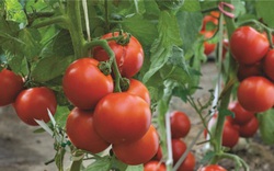 "Lạ đời" cách trồng cà chua cực nhanh không cần gieo hạt, không cần mua cây giống