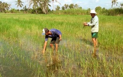 Cà Mau: Xót xa hàng trăm ha lúa chết vì nhiễm phèn, mặn, trên ruộng chỉ còn toàn cỏ năn