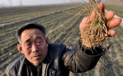 Lương hưu chỉ đủ mua "dầu và muối", cư dân nông thôn Trung Quốc tuyệt vọng