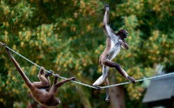 Khỉ đi bộ trên dây và những bức ảnh động vật ấn tượng tuần qua