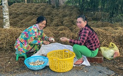 Hậu Giang: Nông dân trồng nấm rơm đặc sản, bỏ 1 đồng vốn thu 4 đồng lời