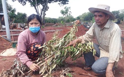 Bà Rịa-Vũng Tàu: Đôi vợ chồng "chết đứng" khi thấy 500 cây ăn quả bị kẻ xấu chặt đứt lìa gốc