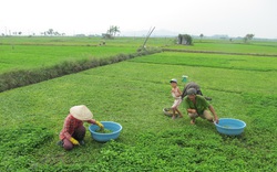 Ở nơi này, dân trồng xanh đồng rau má, nhà nào cũng nhanh khấm khá