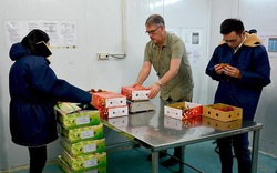 Tin vui: Bộ Nông nghiệp Mỹ đặc cách cử chuyên gia sang Việt Nam giám sát xuất khẩu trái cây