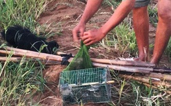 Phú Yên: Chủ tịch Hội Yến sào nói gì trước nạn bắt chim tiền tỷ ăn thịt?