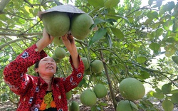 Hưng Yên: Nhiều nông dân giàu có, thành tỷ phú nhờ nuôi con đặc sản, trồng cây ăn quả đặc sản