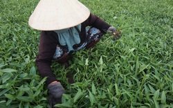 Đà Nẵng: Giữa "tâm dịch" Covid-19, rau xanh được giá nông dân mừng rơn