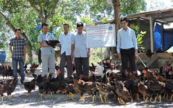 Bình Định: Nuôi gà bằng tỏi, gừng, nghệ, lá mơ lông...gà thường cũng biến thành gà đặc sản