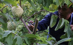 Trồng loại quả bán 1 trái bằng 10kg bí xanh, dân Lạng Sơn trúng đậm