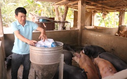 Nông dân Sơn La "phát tài" nhờ nuôi lợn