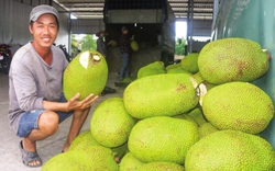 Ngược chiều: Giá mít Thái tăng "vù vù" giữa thời dịch Covid, xuất khẩu sang Trung Quốc tăng