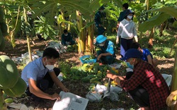 Quảng Nam: Hàng chục người hái đu đủ chín bán giúp gia đình có 2 bệnh nhân Covid-19