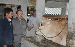 Nuôi đàn bò vàng đặc sản ở nơi toàn đá là đá, Hờ Mí Chơ thành triệu phú 