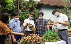 Nhãn chín muộn được mùa lớn, Hà Nội tất tả tìm nơi tiêu thụ