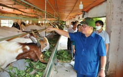 Trang trại nuôi dê ngoại nhiều nhất, rộng tới 15ha ở Hà Nội có gì đặc biệt?