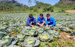 Tuyên Quang: Nông dân ở đây được “lên đời” nhờ trồng rau sạch trái vụ 