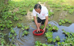 Ông nông dân đưa ốc bươu đen Quỳnh Lưu về nuôi 'thu lãi lớn' trên đất Anh Sơn