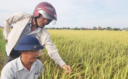 'Tranh cãi' lúa tái sinh ở Quảng Bình