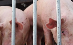 Người nuôi lợn lãi hơn 1 triệu đồng/con