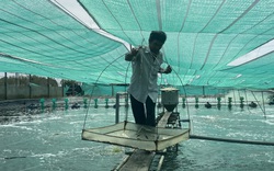 "Liều" nuôi tôm công nghệ cao dày đặc trên ao nổi, một nông dân tỉnh Đồng Nai thu 10 tỷ mỗi năm