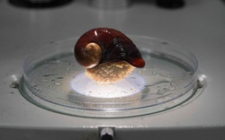 Phát hiện loài ốc sên "thân sắt" mở ra "kỳ tích" với y học thế giới