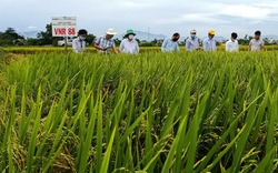 Quảng Nam: 3 giống lúa của Vinaseed đẻ khỏe, tốt bời bời, nông dân "mê tít"