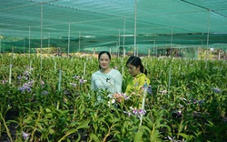 Long An: Trồng phong lan trên đất…nuôi tôm, nhiều nhà thu tiền tỷ, làng thành trù phú