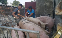 Giá lợn hơi còn 75.000 đồng/kg, Cục Chăn nuôi khẳng định: Nông dân vẫn có lãi
