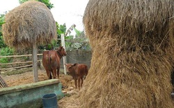 Nguyệt Lãng - làng tôi 