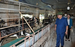 CLIP: Chủ tịch Hội Nông dân Việt Nam bất ngờ với cách chăm con đặc sản tại trang trại nuôi dê lớn nhất Việt Nam