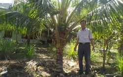 Phú Yên: Liều trồng dừa xiêm lùn, cây thấp tè đã ra trái quá trời, chưa quảng cáo thương lái đã đòi mua