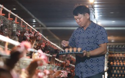 Clip: Bỏ lò gạch ra làm trang trại, nông dân Hải Dương thu chục triệu mỗi ngày