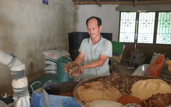 Nam Định: Nuôi thứ lợn cho ăn sâm, nghe nhạc trữ tình bán cho nhà giàu
