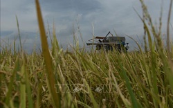 Chiến lược lúa gạo mới của Thái Lan chú trọng vào sản lượng, cây giống