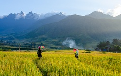 Lào Cai: Không ngờ chân núi Ngũ Chỉ Sơn lại có ruộng bậc thang đẹp mê mẩn thế này 