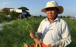 Một tỷ phú nông dân tỉnh Ninh Thuận trồng thứ rau gì mà được nhiều cán bộ cấp cao đến động viên?