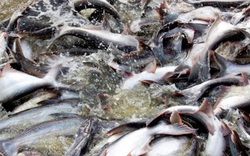Giá cá tra nguyên liệu giảm sâu, người nuôi lỗ nặng