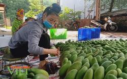 Xoài Yên Châu “cất cánh” sang trời Tây